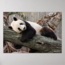 Suche nach niedliche pandas poster Fotos wild lebender tiere