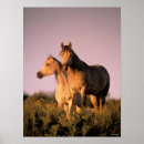 Suche nach arabisches pferd poster Stehend