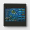 Suche nach hawaii fotoplatten Meeresleben