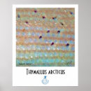 Suche nach rasur poster Fliege