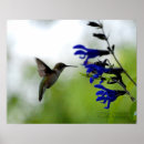 Suche nach salvia poster Blume