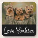 Suche nach yorkshire terrier untersetzer Welpen