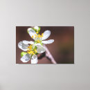 Suche nach pflaumenblüte leinwandbilder Blume