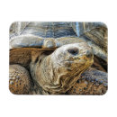 Suche nach reptilien magnete Schildkröte