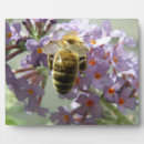 Suche nach honigbiene fotoplatten Bienen