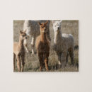 Suche nach alpaka puzzle Fotografie