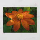 Suche nach orange sonnenblume postkarten Jede person