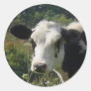 Suche nach färse aufkleber Kuh