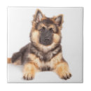 Suche nach collie fliesen Niedlich