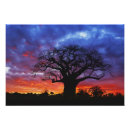 Suche nach baobab poster Sonnenuntergang