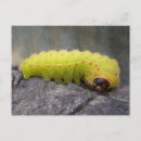 Suche nach larve postkarten Schmetterling