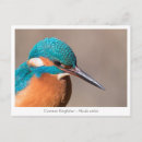 Suche nach eisvögel postkarten Eisvogel