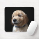 Suche nach goldener welpe mousepads Golden retriever welpe
