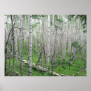 Suche nach aspen poster Wald