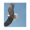 Suche nach flug notizblock Greifvogel