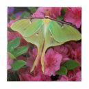 Suche nach clematis fliesen Grün