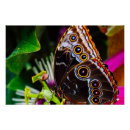 Suche nach exotische schmetterlinge poster Blume