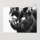 Suche nach black cat postkarten Bezaubernd