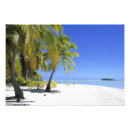 Suche nach tropische inseln poster Palm