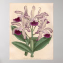 Suche nach cattleya poster Botanisch