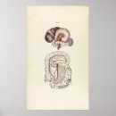 Suche nach menschliche darstellung poster Illustration