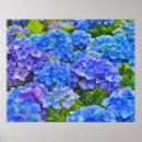 Suche nach hydrangea blume poster Natur