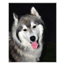 Suche nach huskies poster Hund