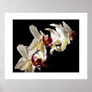 Suche nach orchideen poster Fotografie