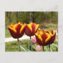 Suche nach rote tulpen postkarten Natur