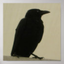 Suche nach schwarze krähe poster Schwarzes