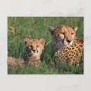 Suche nach acinonyx jubatus postkarten Lebensraum
