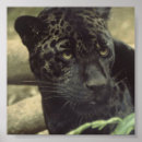 Suche nach black panther poster Jaguar