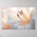 Suche nach lilium poster Blume
