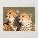 Suche nach acinonyx jubatus postkarten Tier