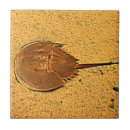 Suche nach mariner fliesen Krabbe