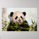 Suche nach niedliche pandas poster Riesenpanda