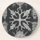 Suche nach haeckel untersetzer Vintage