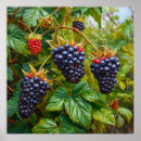 Suche nach brombeere poster Beeren