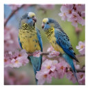 Suche nach budgie poster Papagei
