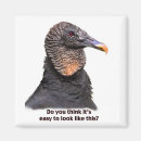 Suche nach geier magnete Tierwelt