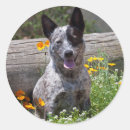 Suche nach queensland aufkleber Australhund