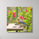 Suche nach bunte vögel leinwandbilder Blauvögel