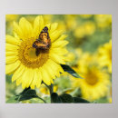 Suche nach hübscher schmetterling poster Blumenreich