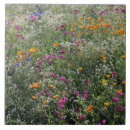 Suche nach zoll fliesen Wildblumen