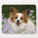 Suche nach papillon hund mousepads Haustier