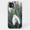 Suche nach galanthus Schneefall