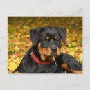 Suche nach rottweiler postkarten Kaninchen