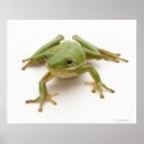 Suche nach baumfrosch poster Niedlich