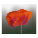 Suche nach rote fotodruck Blume