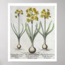Suche nach hortus poster Century